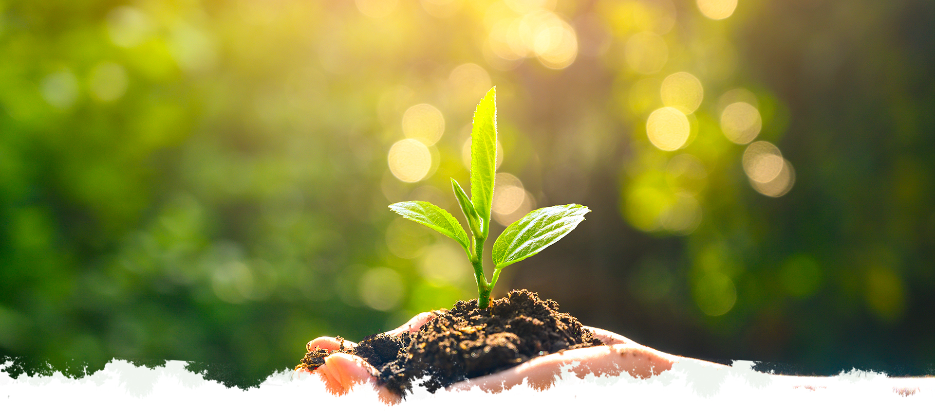 凤凰联盟平台注册·(唯一)官方网站