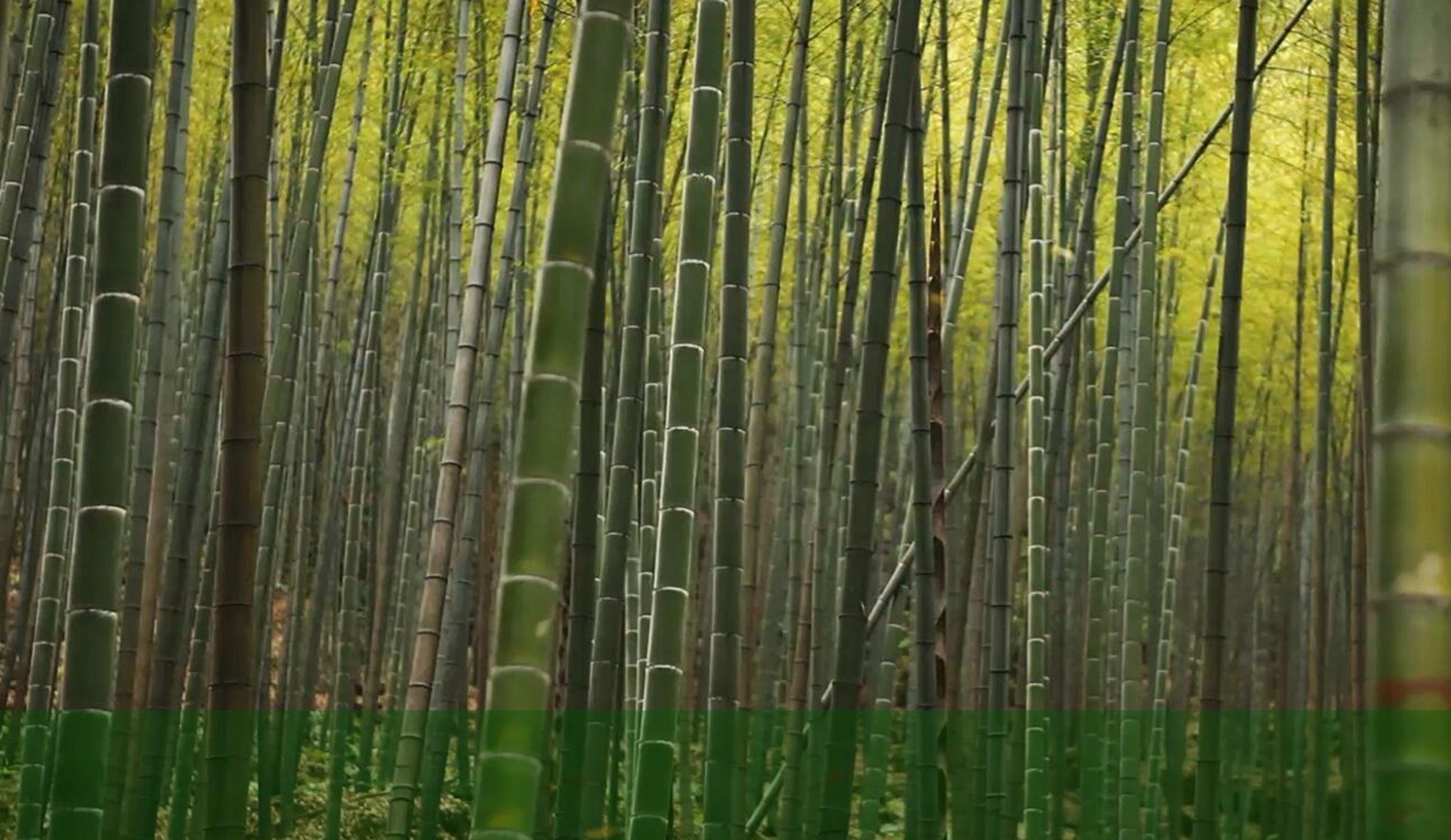 凤凰联盟平台注册·(唯一)官方网站